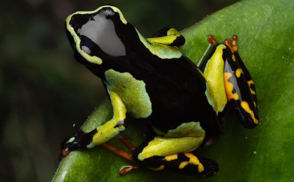 Fatores que impulsionam a biodiversidade de anfíbios em ilhas marinhas são revelados em novo estudo