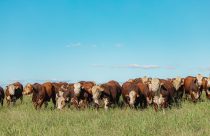 ABHB cria selo para certificar animais Hereford e Braford por desempenho genético