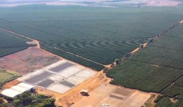 Ouro Negro em Minas: Conheça Patrocínio, a verdadeira Capital Mundial do Café