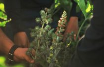 Com múltiplas aplicações industriais, mamona vive novo ciclo no Brasil