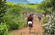 jumento nordestino - producao no nordeste