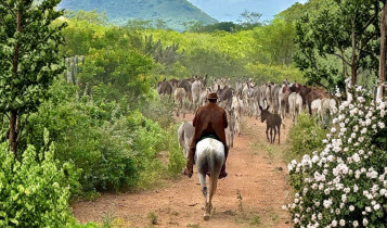 jumento nordestino - producao no nordeste