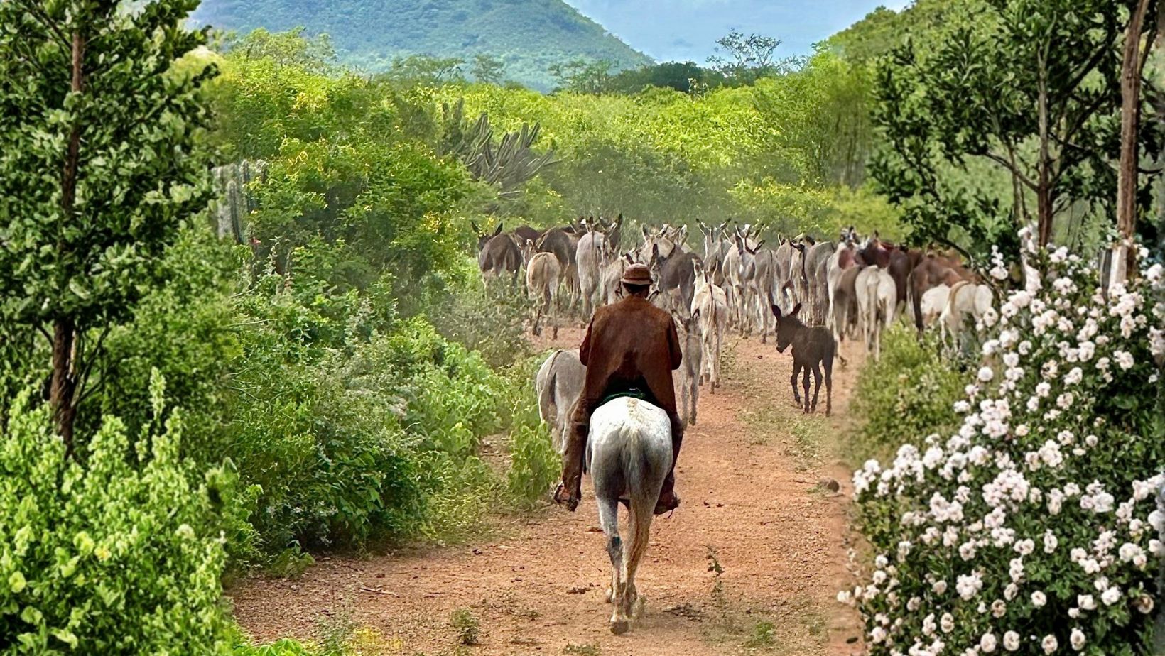 jumento nordestino - producao no nordeste
