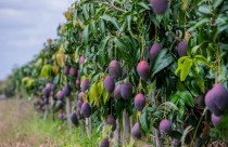 Bioinsumos ganham espaço na produção de frutas e verduras com foco em eficiência e equilíbrio do meio ambiente