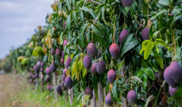 Bioinsumos ganham espaço na produção de frutas e verduras com foco em eficiência e equilíbrio do meio ambiente