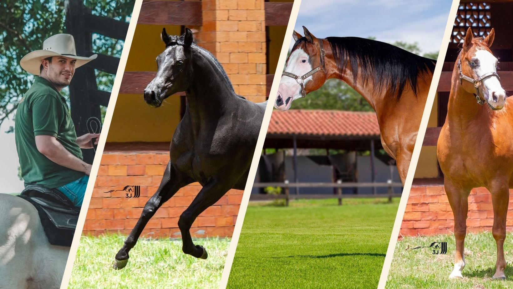 leilao fazenda planejei - hugo da dupla com guilherme