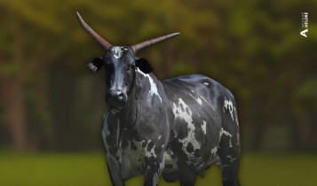 savana da cafe nelore pintado