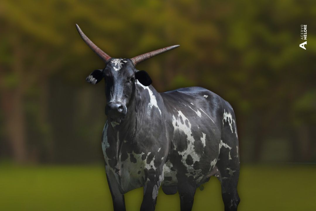 savana da cafe nelore pintado