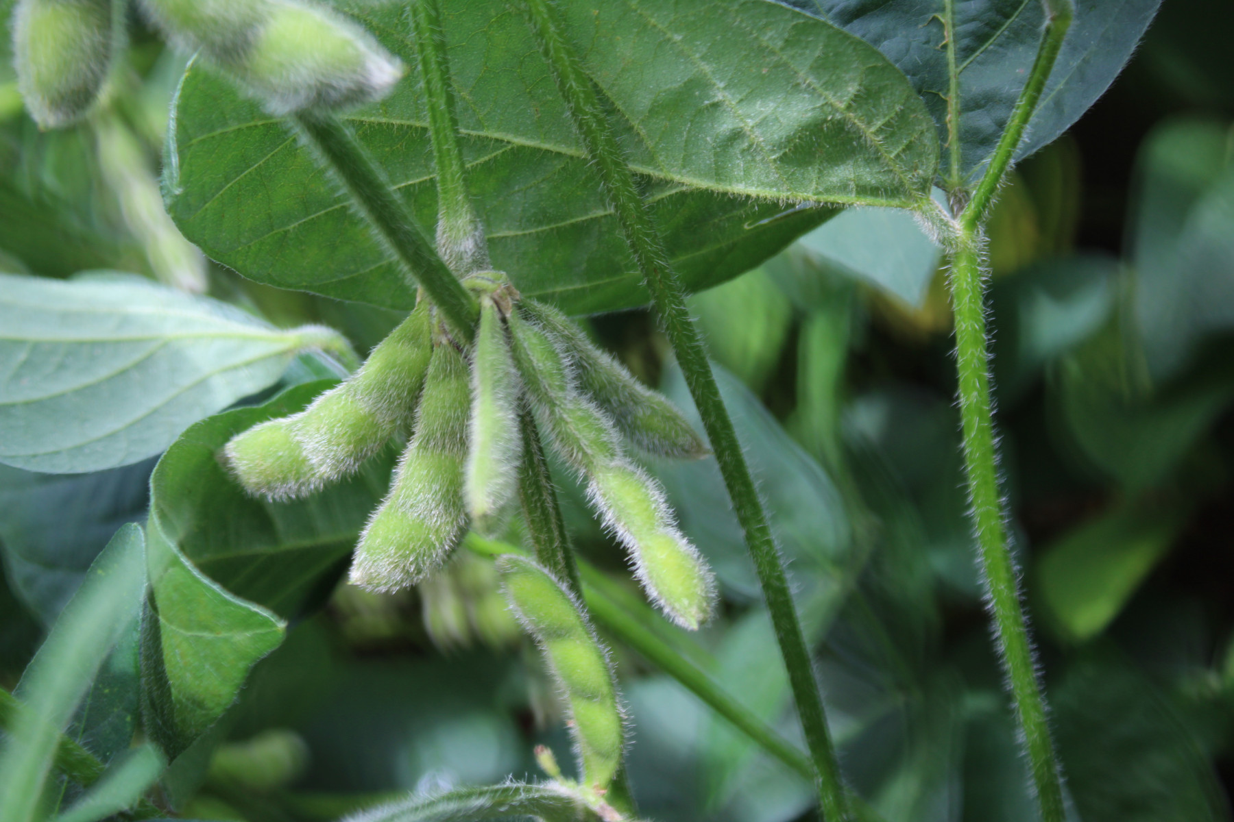 soja verde na lavoura - grupo conceito