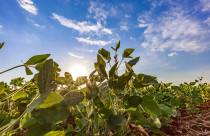 Soja regenerativa reposiciona produção brasileira no debate climático global