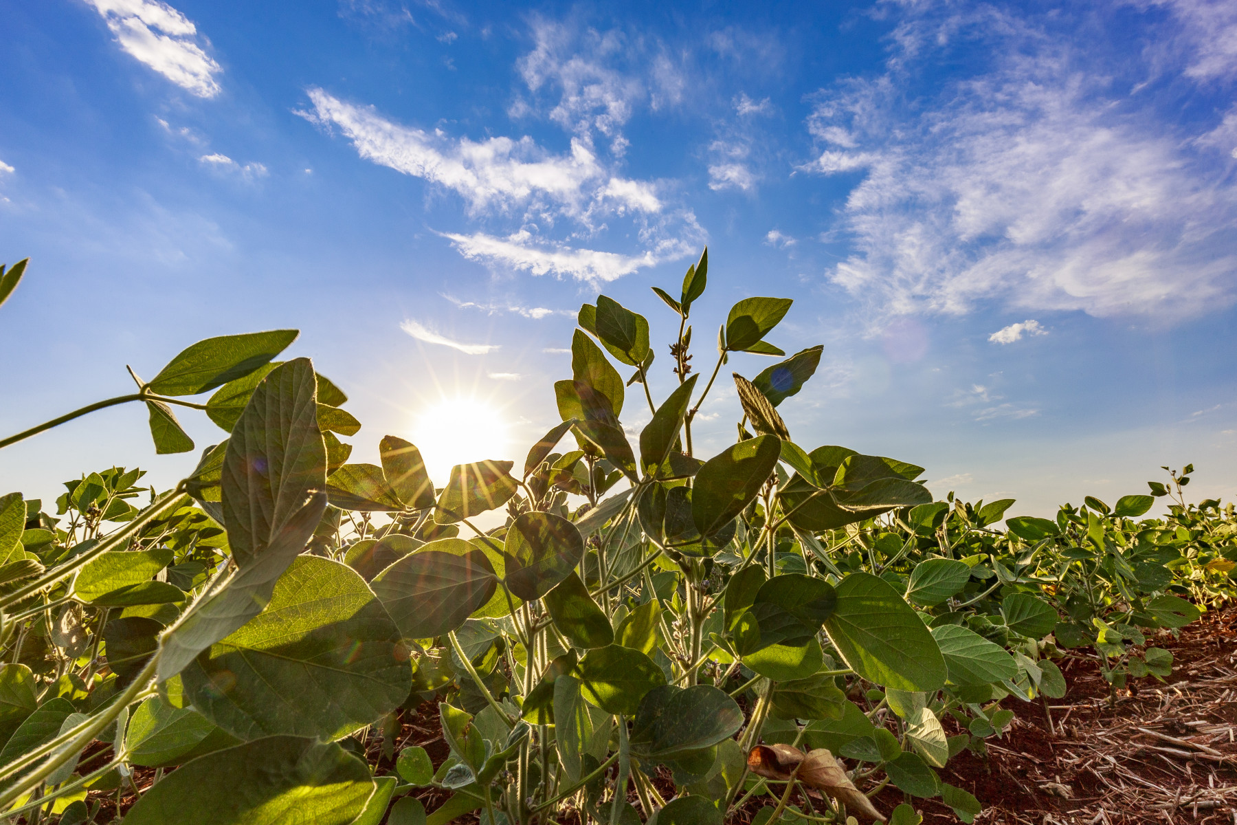 Soja regenerativa reposiciona produção brasileira no debate climático global