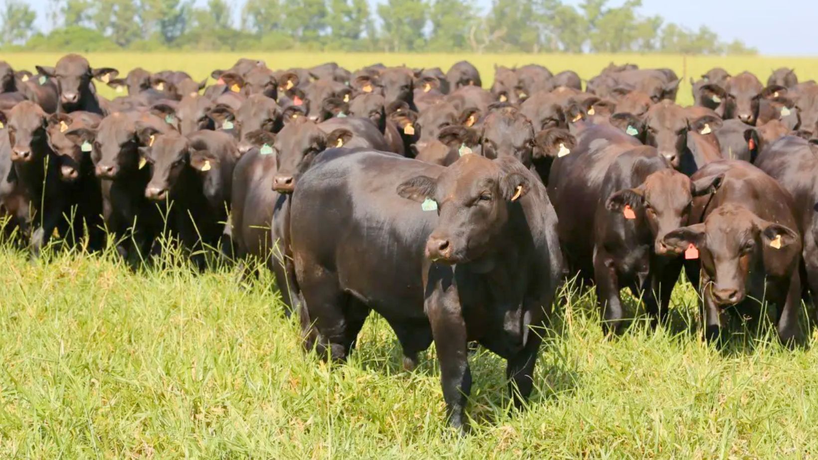 Touros Brangus HP Brangus HP