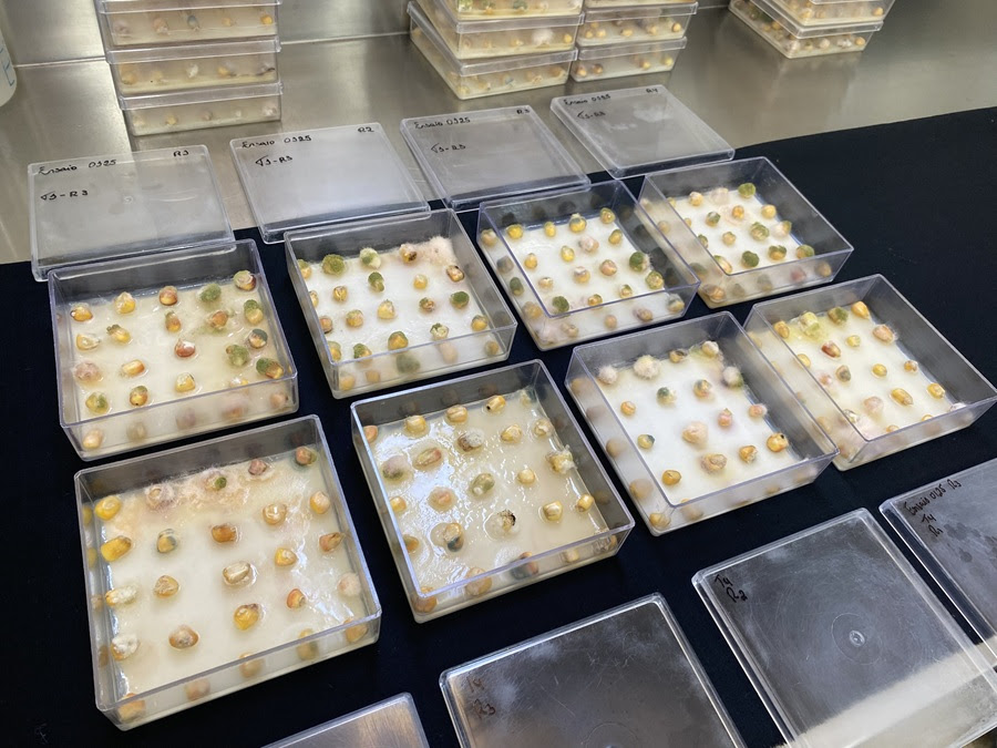 Tecnologia com ozônio chega ao mercado para reduzir micotoxinas em grãos