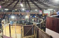 Feira do Terneiro evidencia elevado padrão da pecuária em São Joaquim