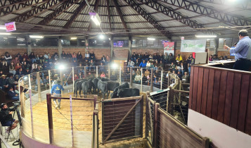 Feira do Terneiro evidencia elevado padrão da pecuária em São Joaquim