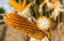 Dia Internacional do Milho: Brasil celebra recorde de produção e especialistas reforçam o valor nutricional do cereal 
