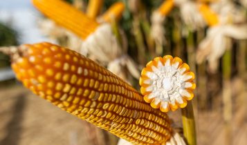 Dia Internacional do Milho: Brasil celebra recorde de produção e especialistas reforçam o valor nutricional do cereal 