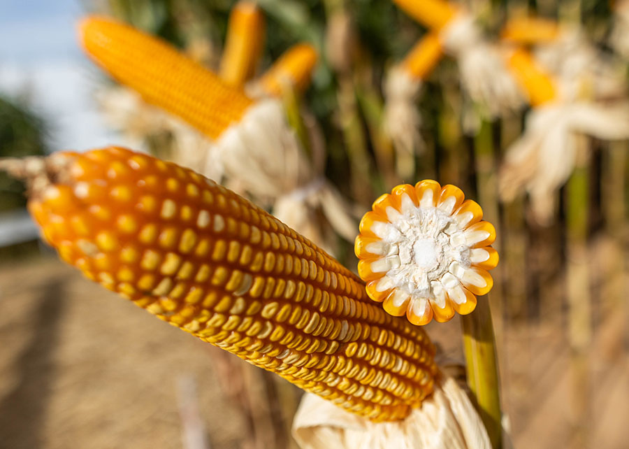 Dia Internacional do Milho: Brasil celebra recorde de produção e especialistas reforçam o valor nutricional do cereal 