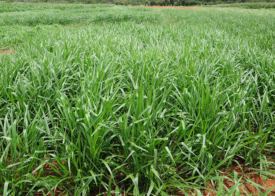 Nova braquiária da Embrapa, BRS Carinás mira pastagens mais resilientes no Cerrado