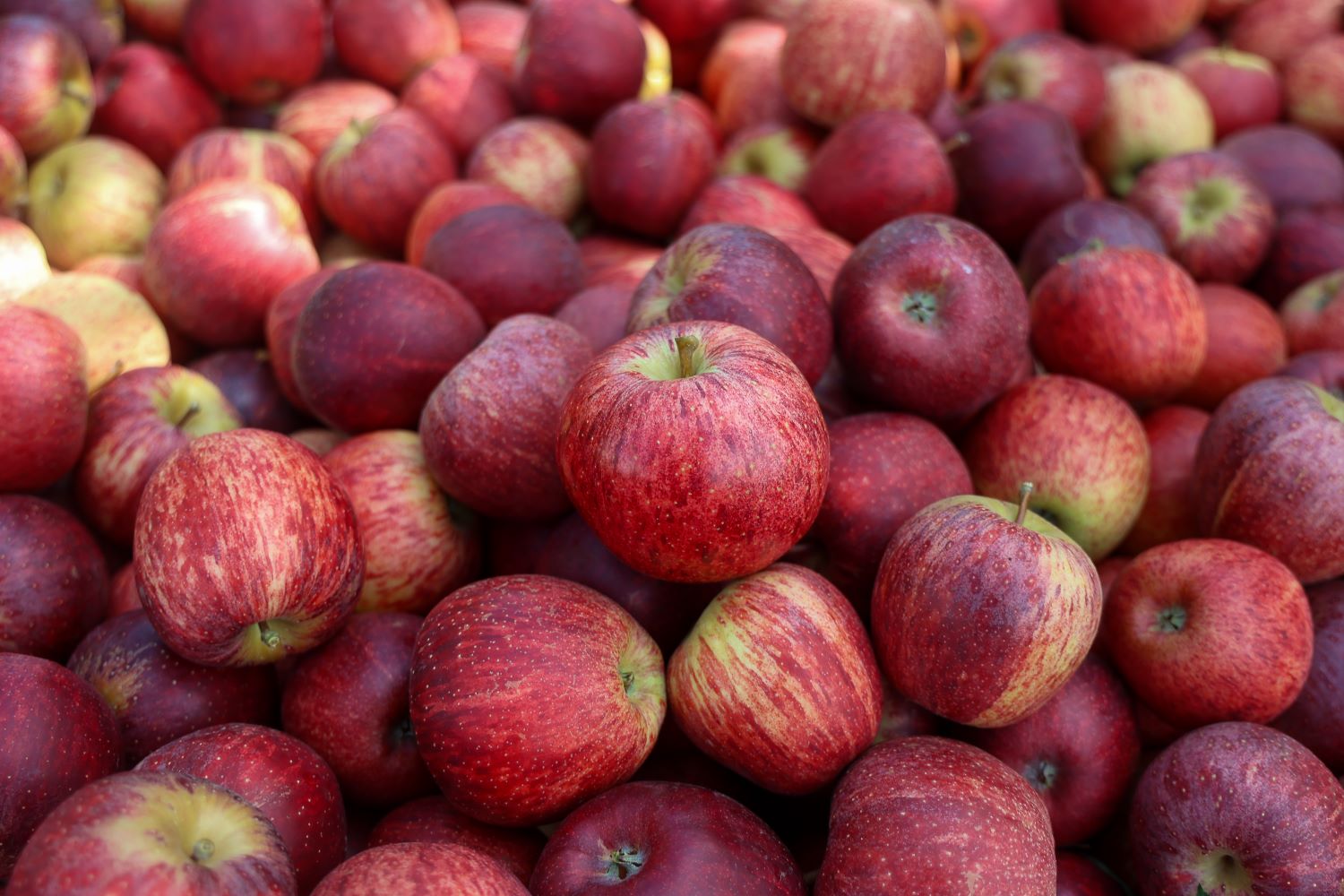 Santa Catarina agora pode exportar maçã diretamente pelos portos catarinense