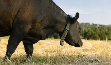Fim das cercas? Bilionário aposta em coleira que controla vacas pelo celular