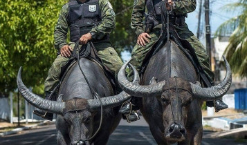 A única polícia do mundo que usa búfalos para combater o crime – e o motivo impressiona