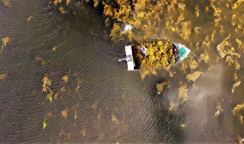 Alga marinha Ascophyllum nodosum revoluciona a agricultura sustentável e aumenta a produtividade no campo