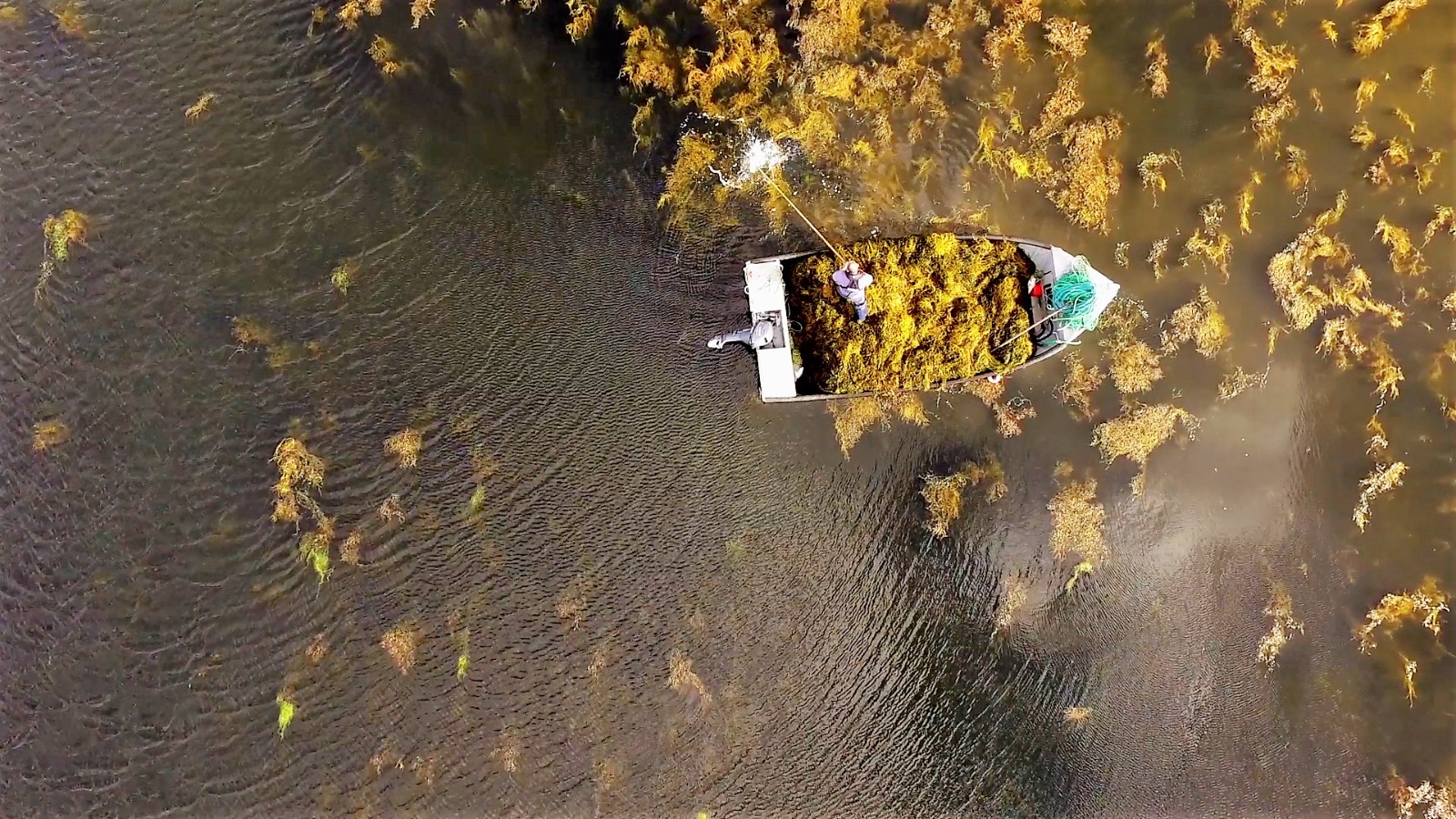 Alga marinha Ascophyllum nodosum revoluciona a agricultura sustentável e aumenta a produtividade no campo