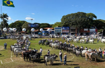 ExpoZebu deve reunir mais de 1.100 animais Nelore, em Uberaba (MG)