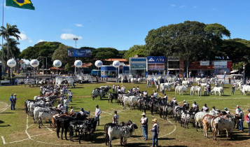 ExpoZebu deve reunir mais de 1.100 animais Nelore, em Uberaba (MG)
