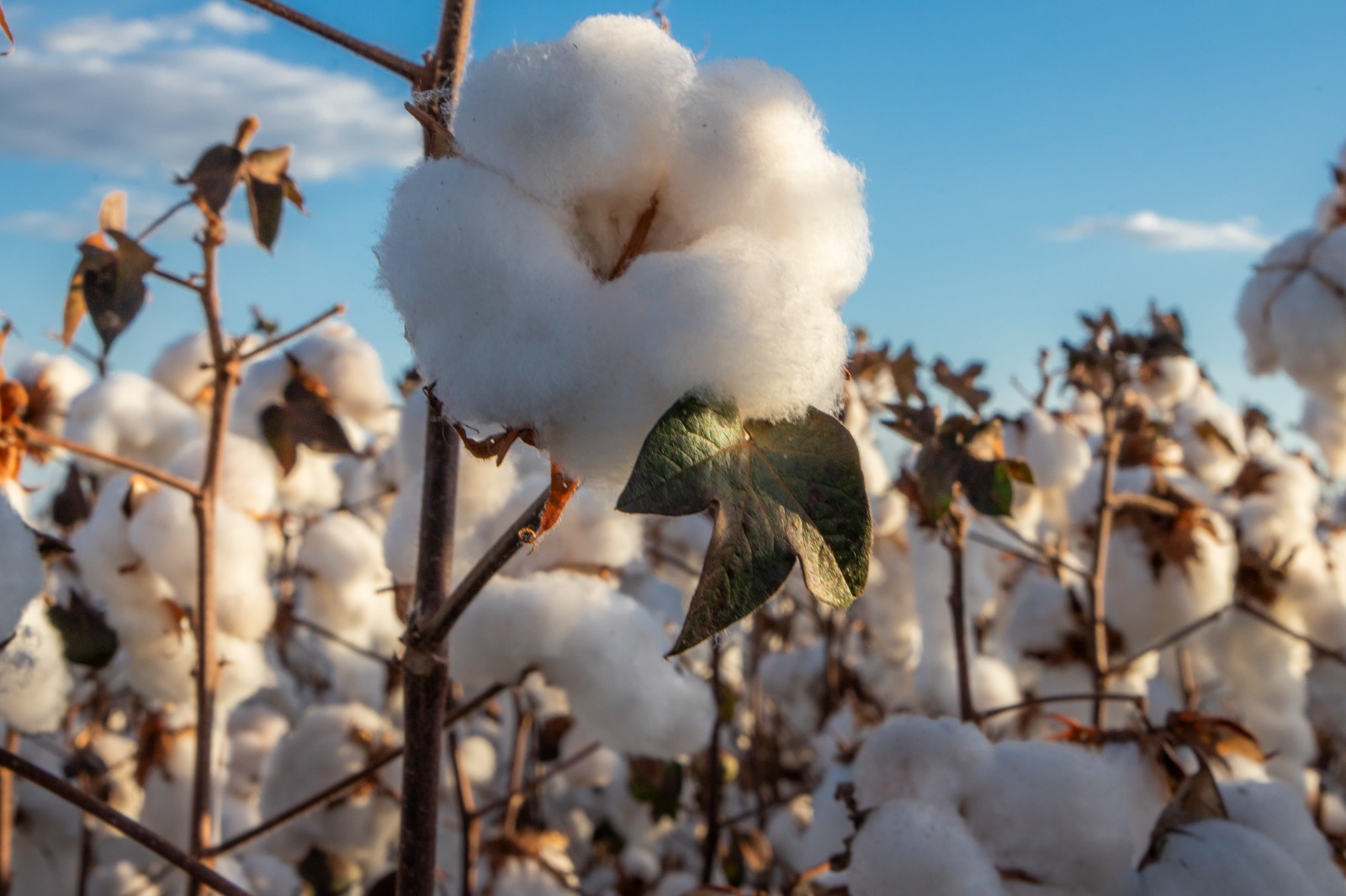 Abapa ajudou a Abrapa a reescrever a história do algodão brasileiro