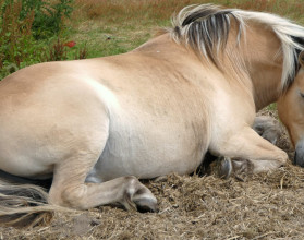 cavalo dorme deitado