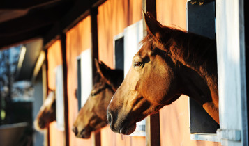 Quanto custa manter um cavalo? Veja o valor mensal e o que ninguém te conta