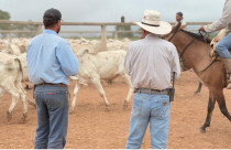 Touros jovens da CFM entram na fase final de avaliação genética 