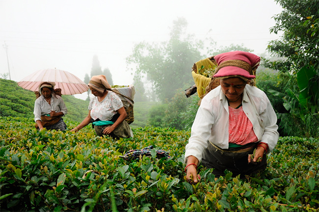 Tecnologia com ozônio pode reduzir perdas no agro em até 90% e ampliar segurança sanitária na produção