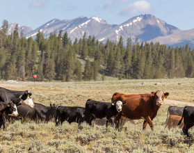 Seca trava expansão nos EUA: 75% das vacas de corte estão em áreas críticas