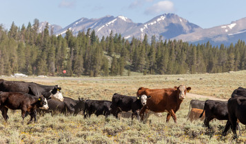 Seca trava expansão nos EUA: 75% das vacas de corte estão em áreas críticas