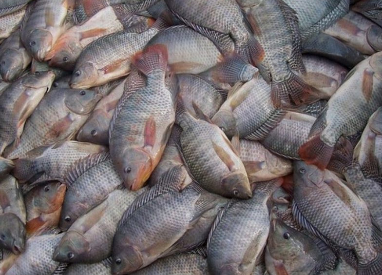 Compra histórica de tilápia por Minas Gerais provoca reação no setor produtivo