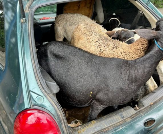 Sete caprinos roubados são recuperados pela polícia dentro de veículo hatch