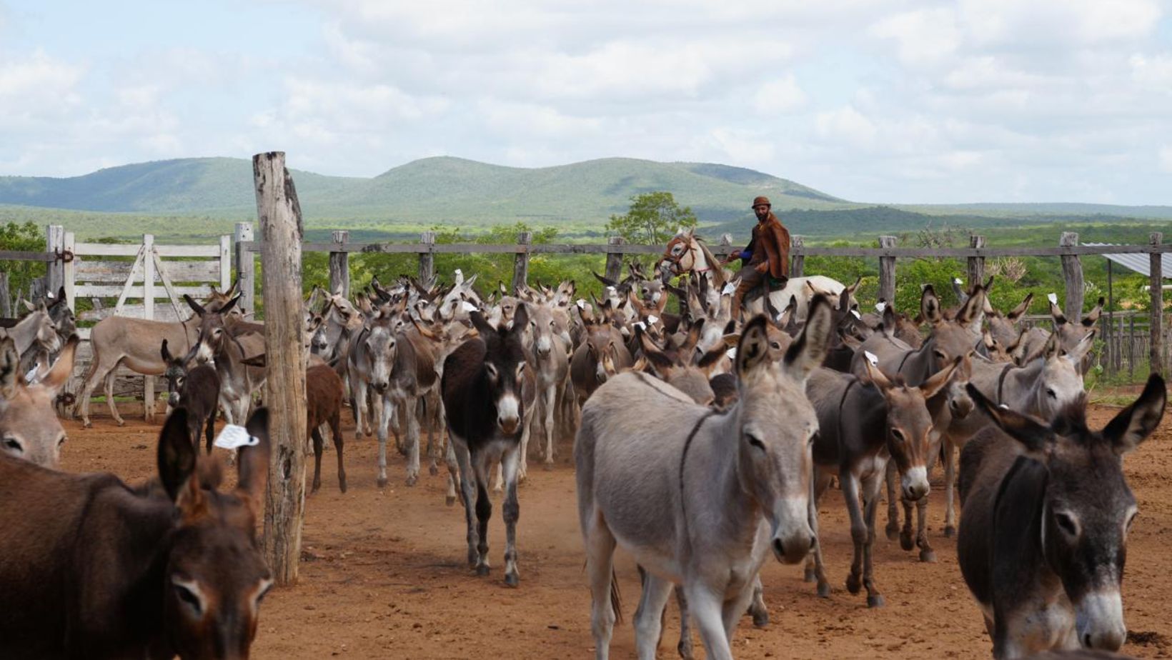 Dados internacionais estimam populacao de jumentos no Brasil em 730 mil animais