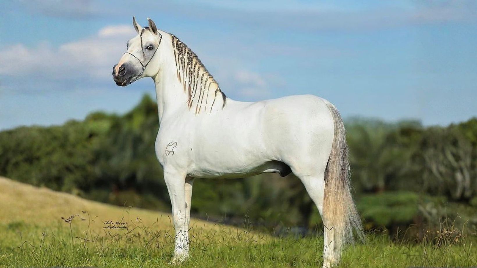 Eldorado da Boa Terra - cavalo garanhao mangalarga marchador