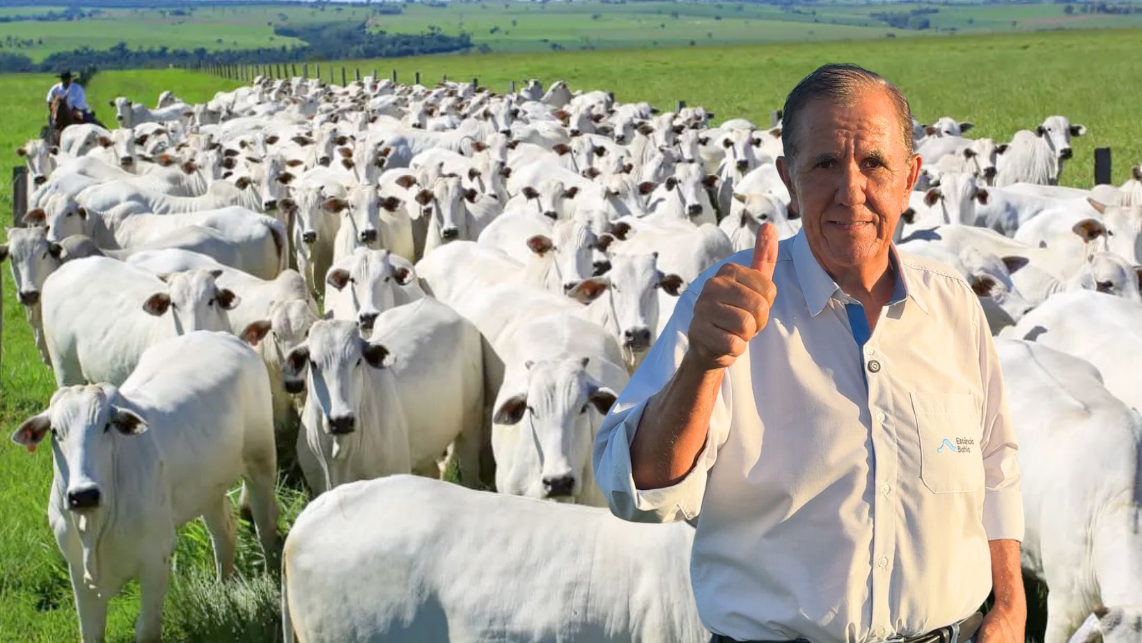 Estancia Bahia Leiloes - Mauricio Tonha - Mega leilao - maior do mundo