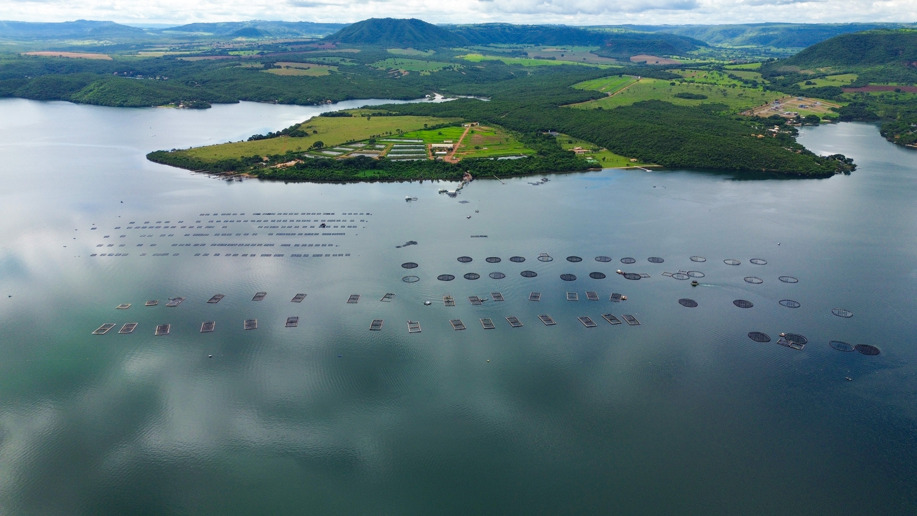 Produção de tilápia no Brasil segue padrões globais de qualidade e rastreabilidade
