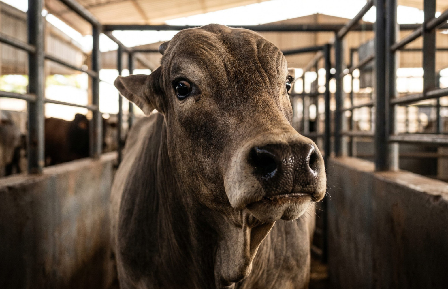 Afinal, o boi sabe que vai morrer? Entenda o que é instinto e o que é percepção real
