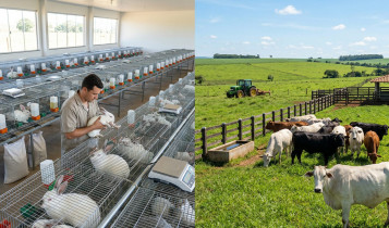 Coelho ou Boi? Descubra qual animal traz mais lucro para sua fazenda