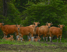 Banteng: esse gado selvagem raro pode salvar florestas — e você provavelmente nunca ouviu falar dele