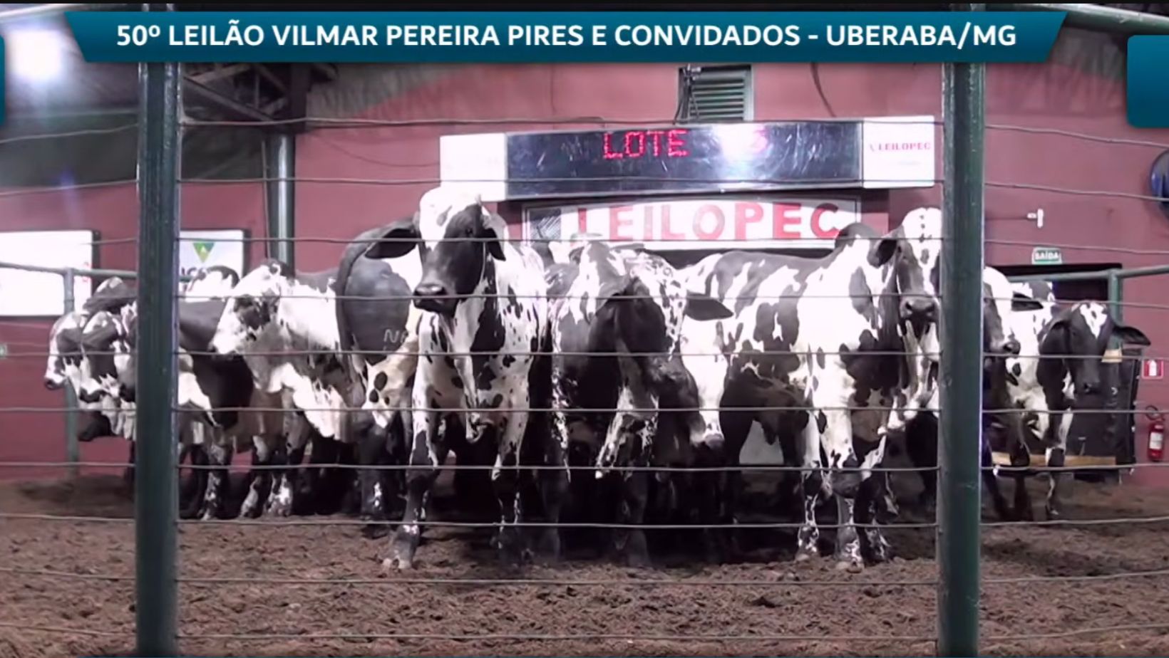 Nelore Pintado V3 - Leilao Vilmar Pereira em Uberaba