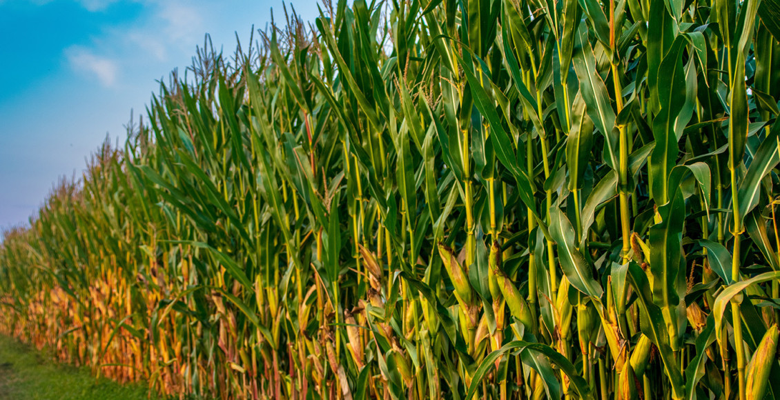 Atenção ao pulgão-do-milho, que pode reduzir produtividade em até 60%