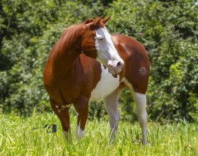 Quanto custa um cavalo no Brasil? Existem cavalos que valem mais que uma Ferrari