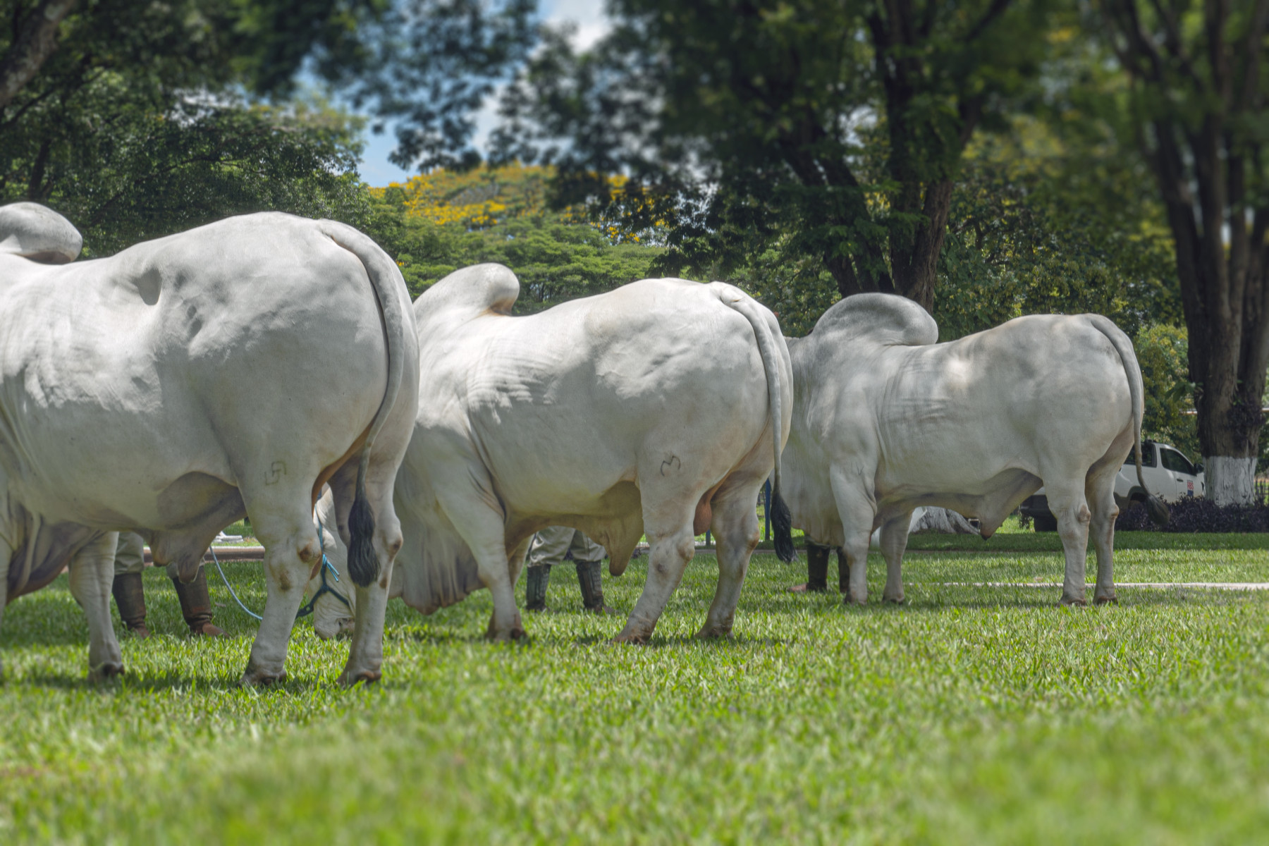 Genética volta ao centro da estratégia no início de um novo ciclo da pecuária